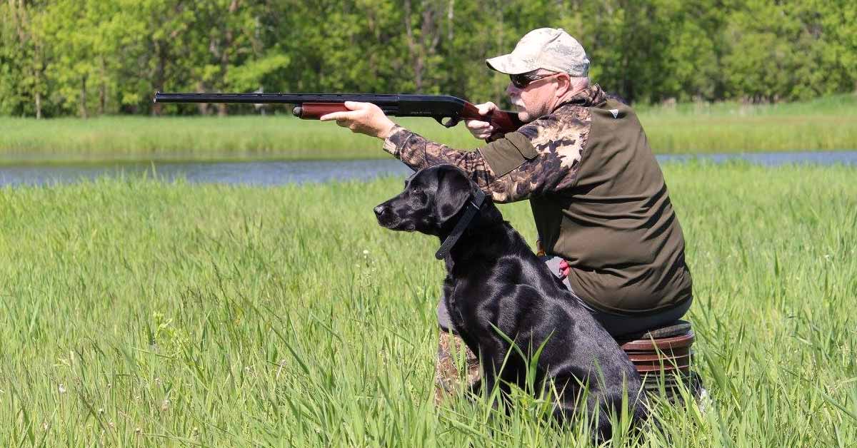 The Four Phases of Canine Learning