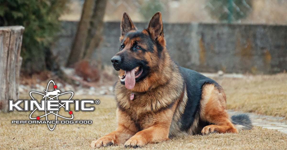 Comparing Meat Sources in Canine Nutrition