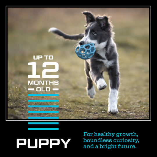 Puppy 28K