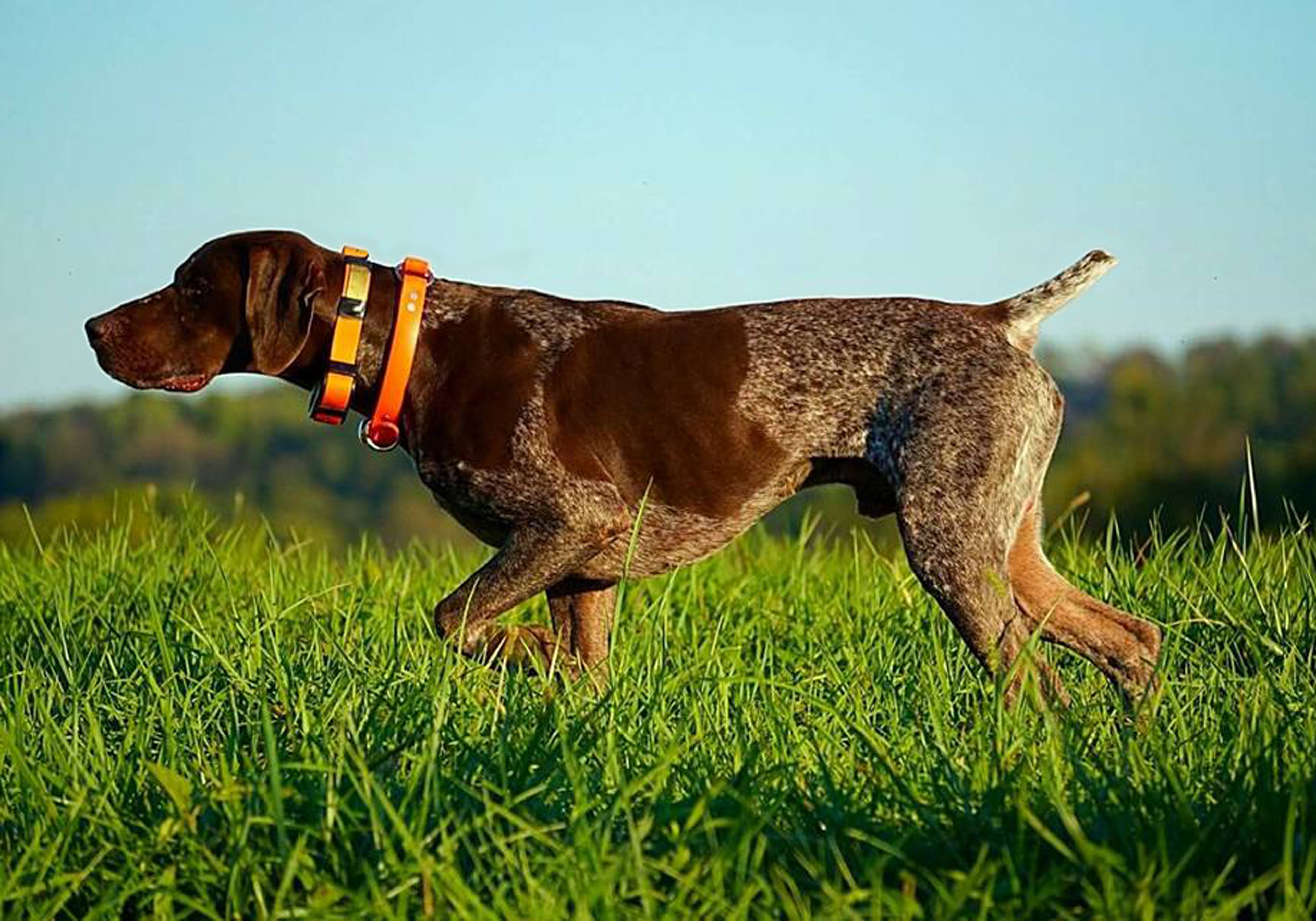 Hunting dog clearance dog food